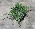 4" Ficus Quercifolia String of Frogs Oakleaf